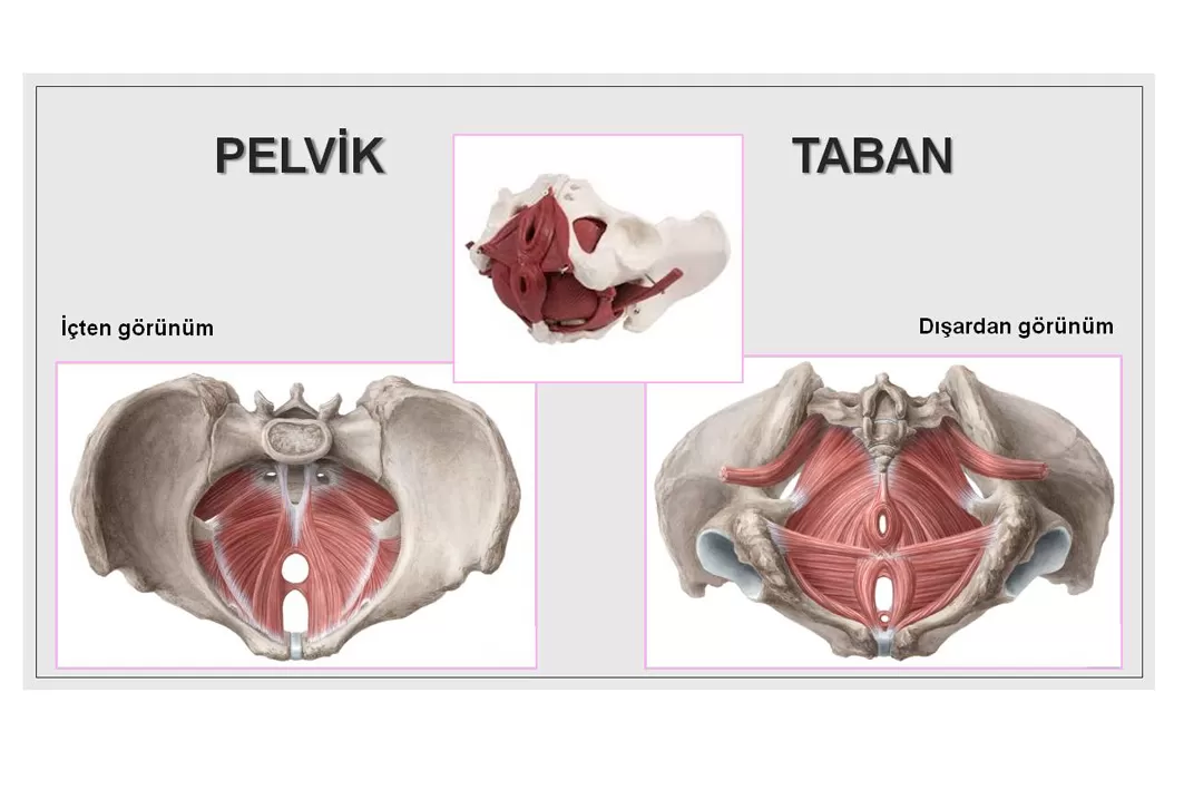 Pelvik Taban Rehabilitasyonu